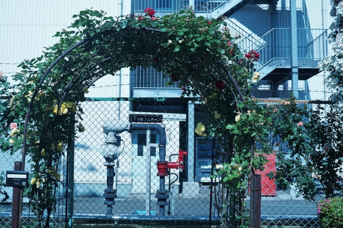◆続２・ウォーキング【日本フルハーフの薔薇は　品種も多くて咲っ振りもお見事です♪_b0033423_20101671.jpg
