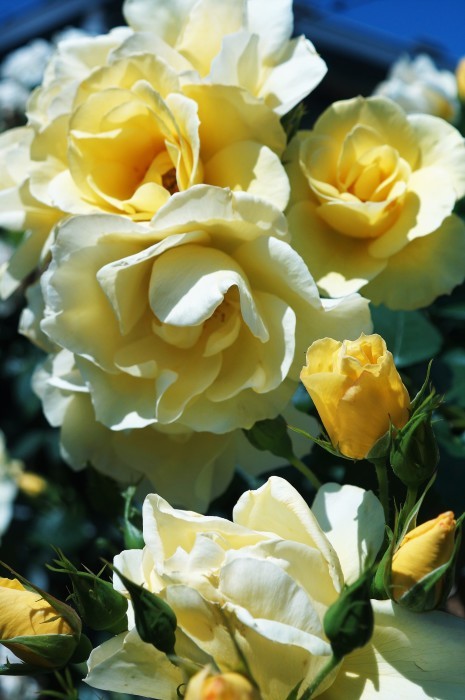 ◆続２・ウォーキング【日本フルハーフの薔薇は　品種も多くて咲っ振りもお見事です♪_b0033423_20104330.jpg