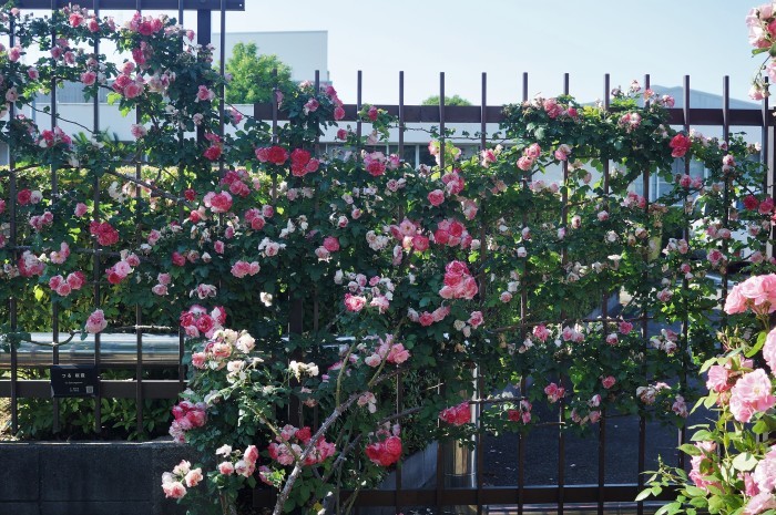 ◆続２・ウォーキング【日本フルハーフの薔薇は　品種も多くて咲っ振りもお見事です♪_b0033423_20120889.jpg