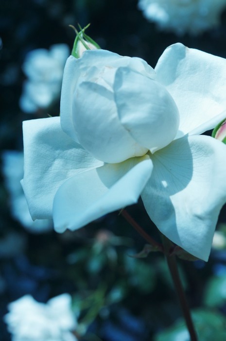 ◆続２・ウォーキング【日本フルハーフの薔薇は　品種も多くて咲っ振りもお見事です♪_b0033423_20130053.jpg