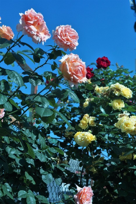 ◆続２・ウォーキング【日本フルハーフの薔薇は　品種も多くて咲っ振りもお見事です♪_b0033423_20143465.jpg