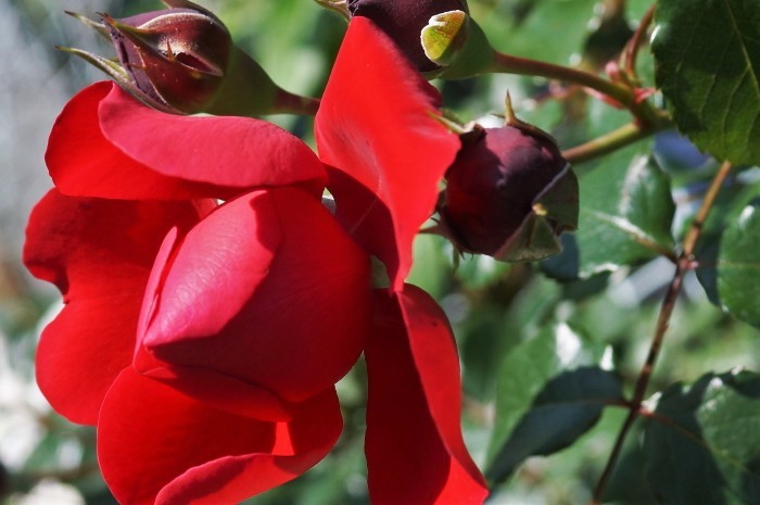 ◆続２・ウォーキング【日本フルハーフの薔薇は　品種も多くて咲っ振りもお見事です♪_b0033423_20203503.jpg