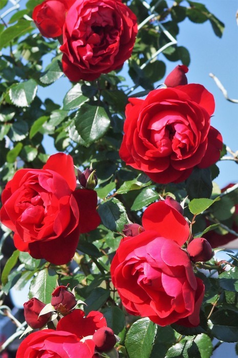 ◆続２・ウォーキング【日本フルハーフの薔薇は　品種も多くて咲っ振りもお見事です♪_b0033423_20205476.jpg