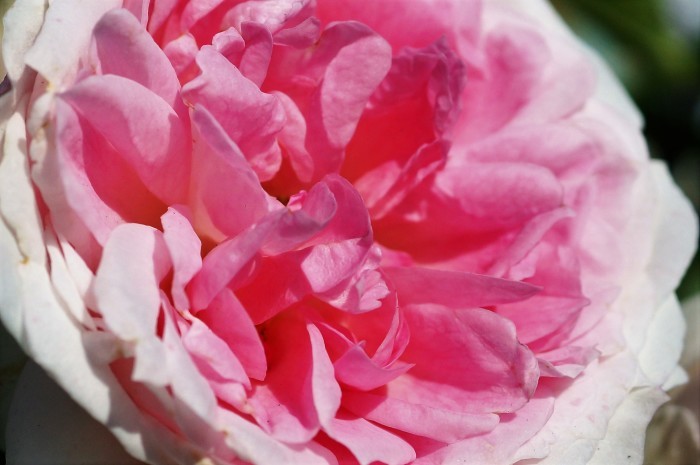 ◆続２・ウォーキング【日本フルハーフの薔薇は　品種も多くて咲っ振りもお見事です♪_b0033423_20354253.jpg