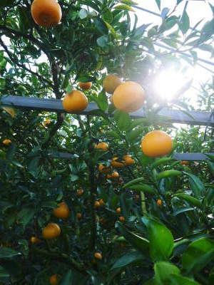 究極の柑橘「せとか」令和5年度も完売御礼！来年のせとかの栽培は始まっています！花芽剪定の様子(2023)_a0254656_17145404.jpg