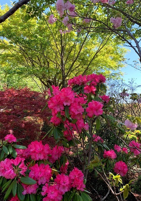 ＜2023年4月＞学生仲間・家族と満喫した春の諸風景（桜・新緑・リバーサイド）_c0119160_20162593.jpg