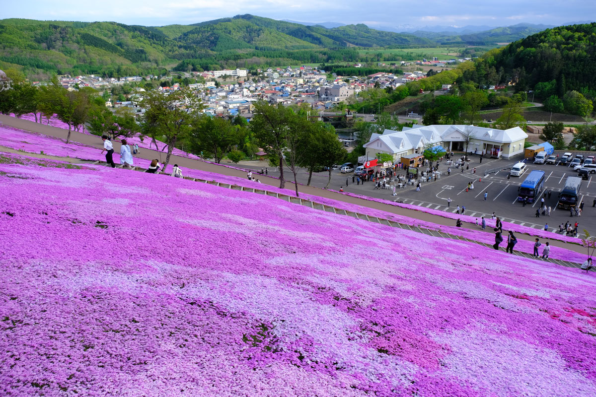 今年の滝上町シバザクラ_d0142359_21572432.jpg