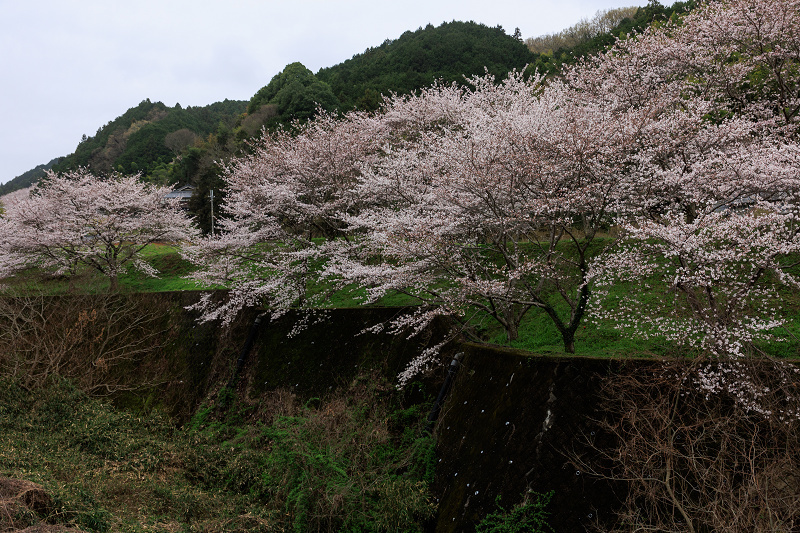 2023桜咲く奈良　八講桜の雄姿_f0155048_23480087.jpg