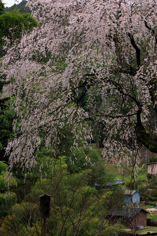 2023桜咲く奈良　八講桜の雄姿_f0155048_23493278.jpg