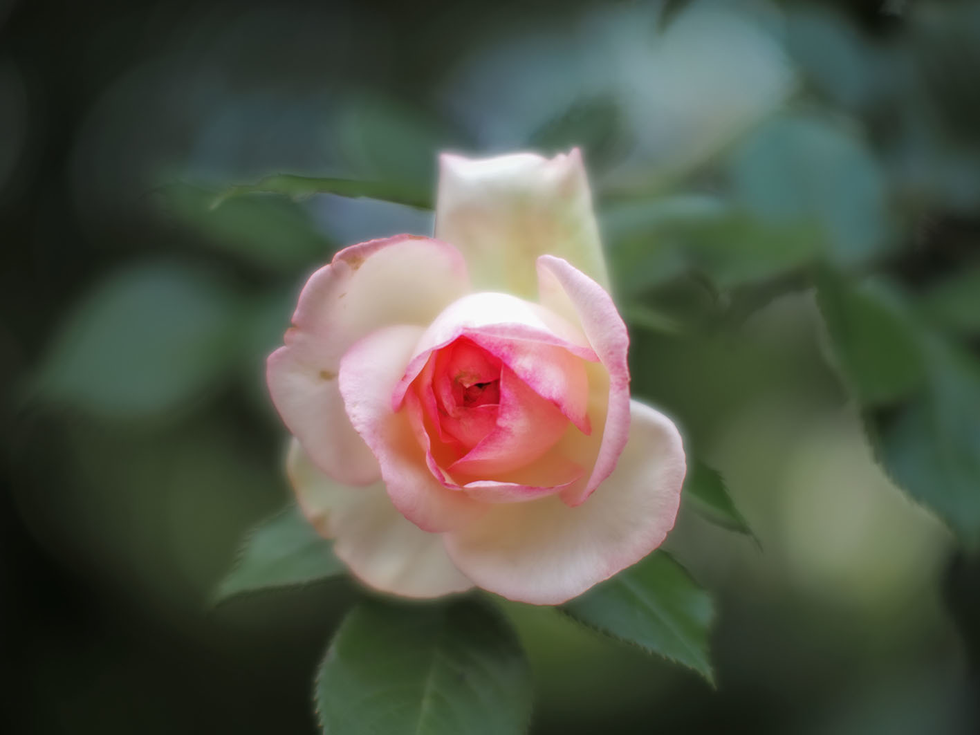   バラは難しい 与野公園にて_f0224100_12030649.jpg