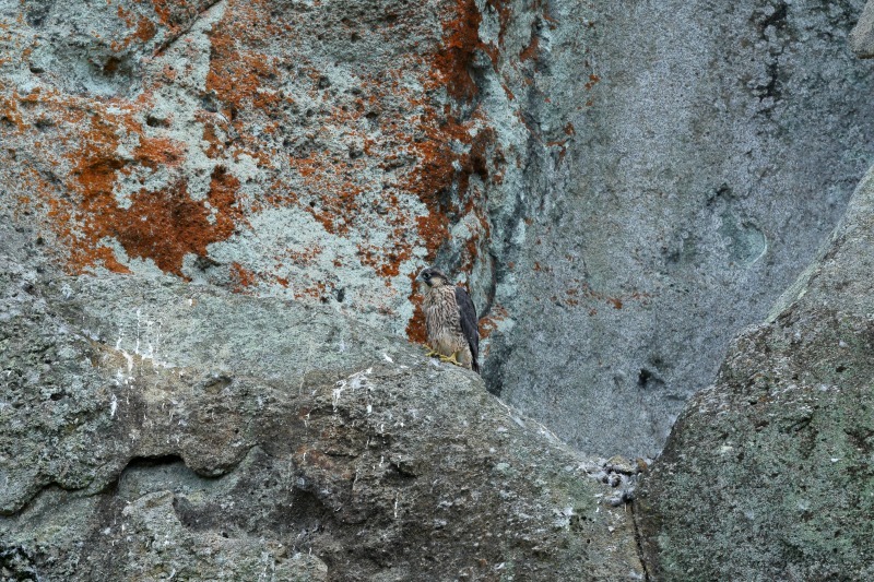 垂直の岩壁にハヤブサが営巣中（その１：ヒナが顔を出しました）_b0291402_21425537.jpg