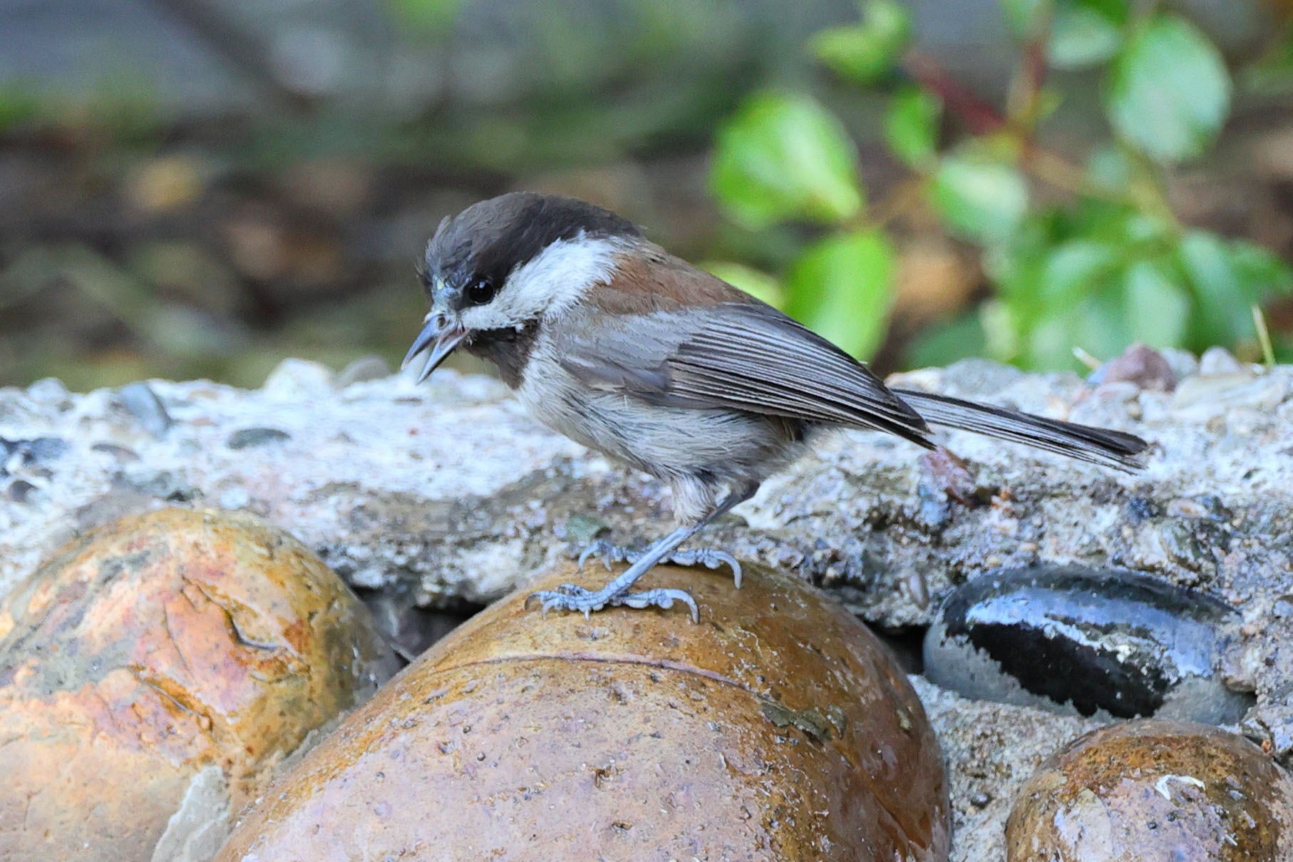 Chestnut-backed Chickadee と American Robin_b0421331_17471800.jpg