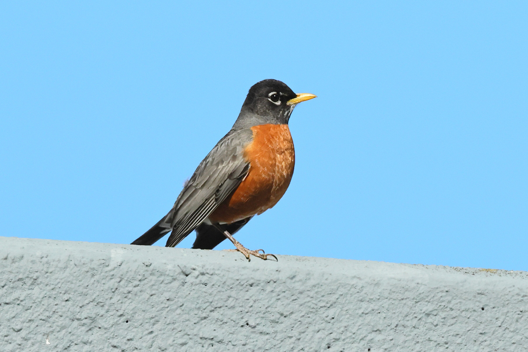 Chestnut-backed Chickadee と American Robin_b0421331_17575266.jpg