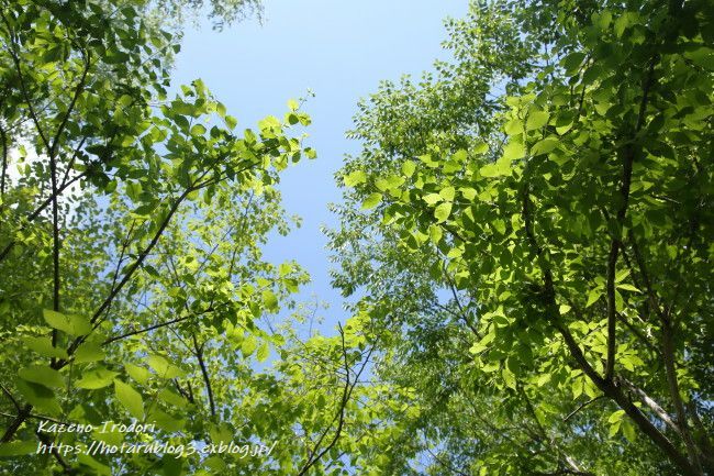 軽井沢町植物園　＃３　水辺に咲くクリンソウなど　_c0405449_20455780.jpg