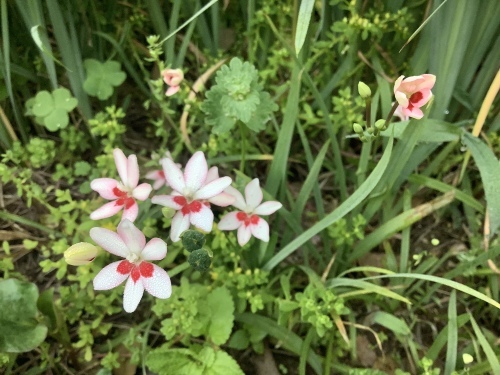 5月の庭〜ドクダミ3種類咲いています_d0336460_16293006.jpeg