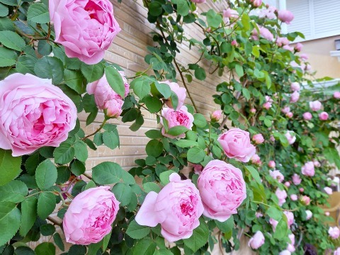  ◆ハルメク連載・・・第50回『306度バラに囲まれた庭』_e0154682_15413586.jpg