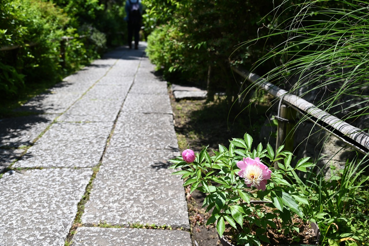 美しい緑の世界へ　妙法寺_d0065116_20075148.jpg