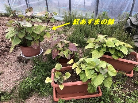 野菜作り・・サツマイモ苗植え付け始めました。_d0251572_22495001.jpg