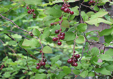 庭の夏櫨（Vaccinium oldhamii）_c0076682_14374903.png