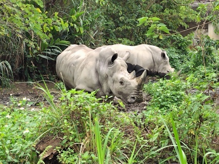 台北市動物園のシロサイ_e0266067_18171400.jpg