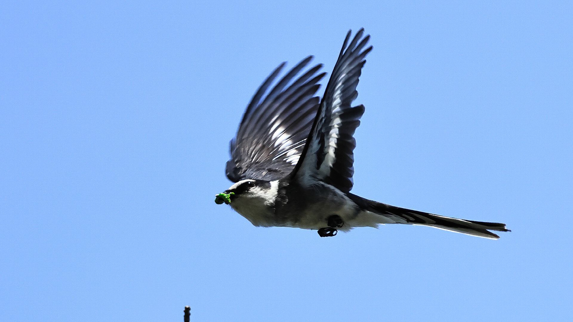 箱根と小田原城でリュウキュウサンショウクイに遭遇！　Ryukyu minivets at Hakone and Odawara Castle!_f0105570_12314082.jpg