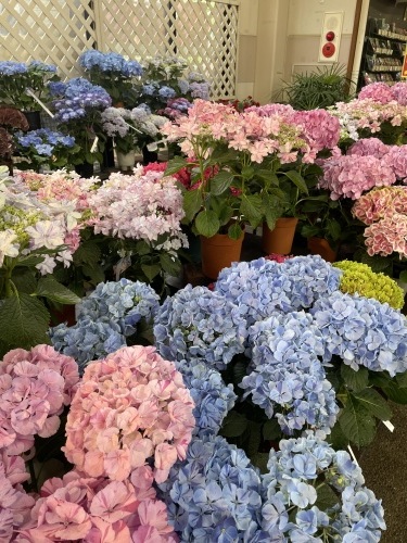 松本で花らんまんの一日　　5/23午前_d0143475_15450322.jpg