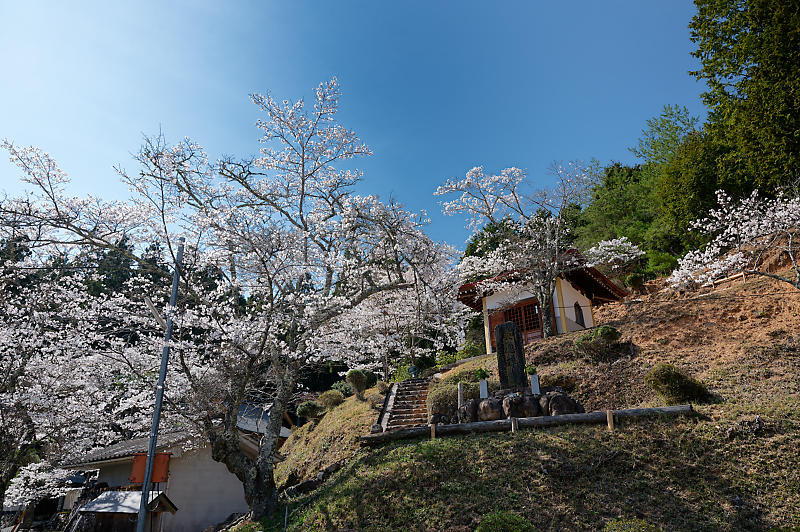 2023年京都府の桜巡り　＠京北町　東光寺＆玉林寺_f0032011_18220786.jpg