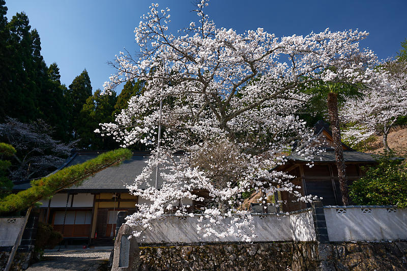 2023年京都府の桜巡り　＠京北町　東光寺＆玉林寺_f0032011_18221347.jpg