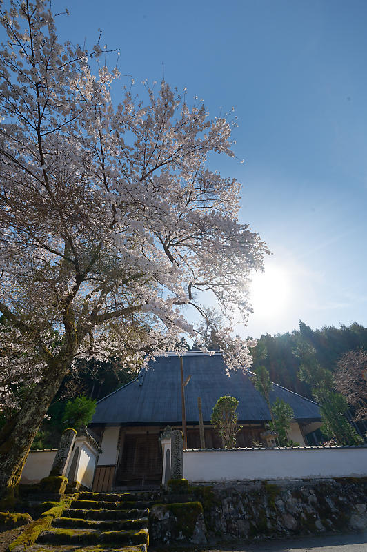 2023年京都府の桜巡り　＠京北町　東光寺＆玉林寺_f0032011_18580840.jpg