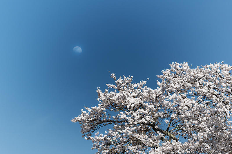 2023年京都府の桜巡り　＠京北町　東光寺＆玉林寺_f0032011_18581397.jpg