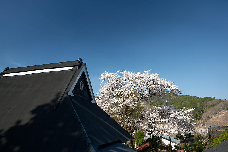 2023年京都府の桜巡り　＠京北町　東光寺＆玉林寺_f0032011_18581443.jpg