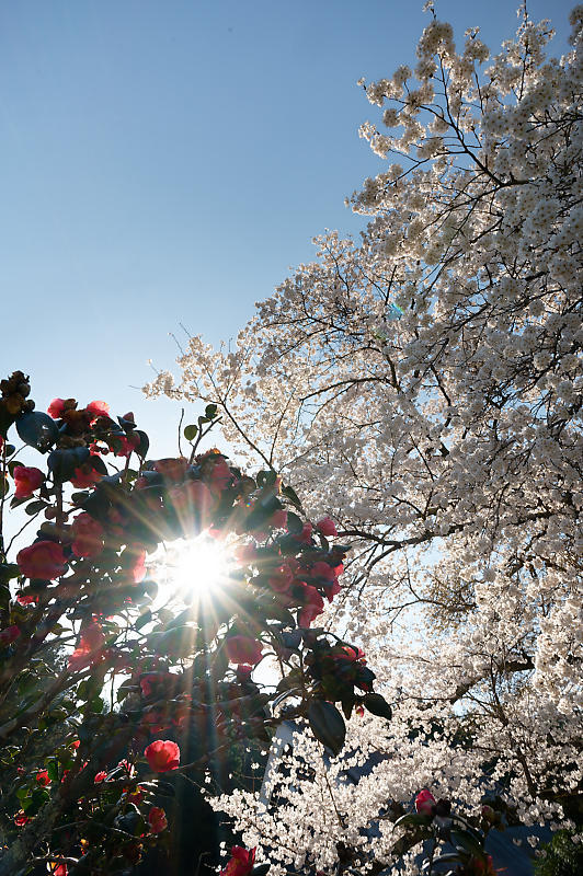 2023年京都府の桜巡り　＠京北町　東光寺＆玉林寺_f0032011_18581612.jpg