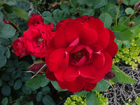 ミニ薔薇は終了★薔薇園の赤薔薇_a0383340_00100603.jpg