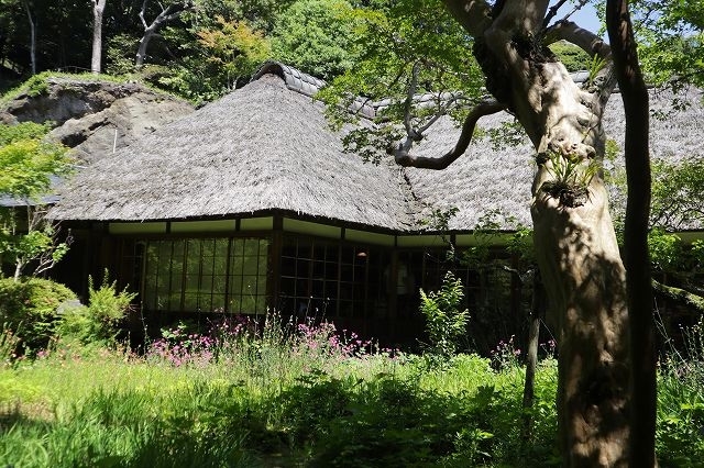 北鎌倉　浄智寺　初夏の花_a0391145_21291434.jpg