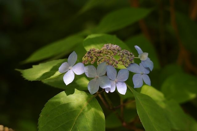 北鎌倉　浄智寺　初夏の花_a0391145_21333659.jpg