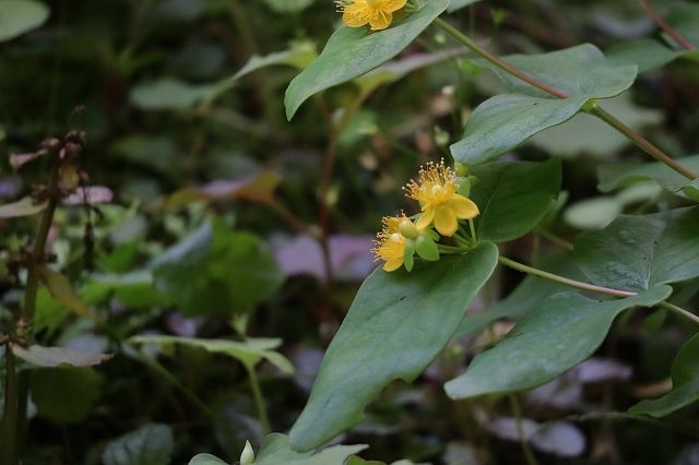 北鎌倉　浄智寺　初夏の花_a0391145_21345540.jpg