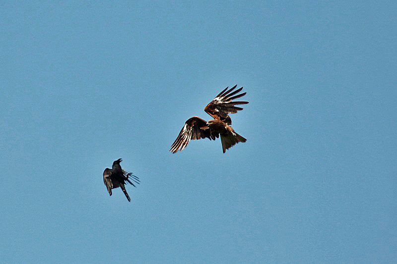 Battle（カラス対トビ）Jungle Crow　vs　Black Kite _c0070654_13442113.jpg