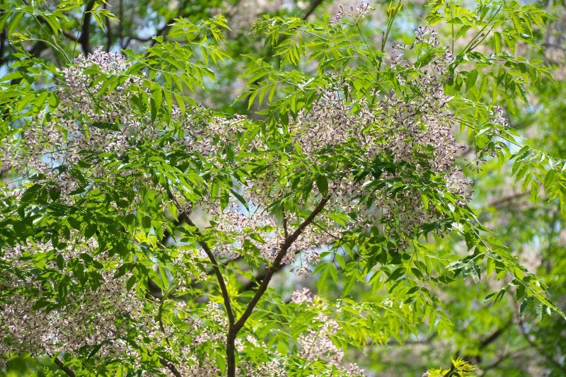 164. 神代植物公園_e0405185_18135014.jpg