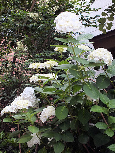 梅雨入り前の庭の花々_e0413146_16361440.jpg