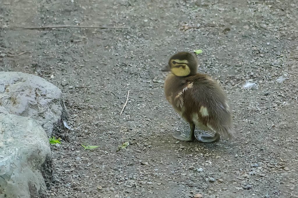 オシドリ♀の水浴び_f0044056_20414664.jpg