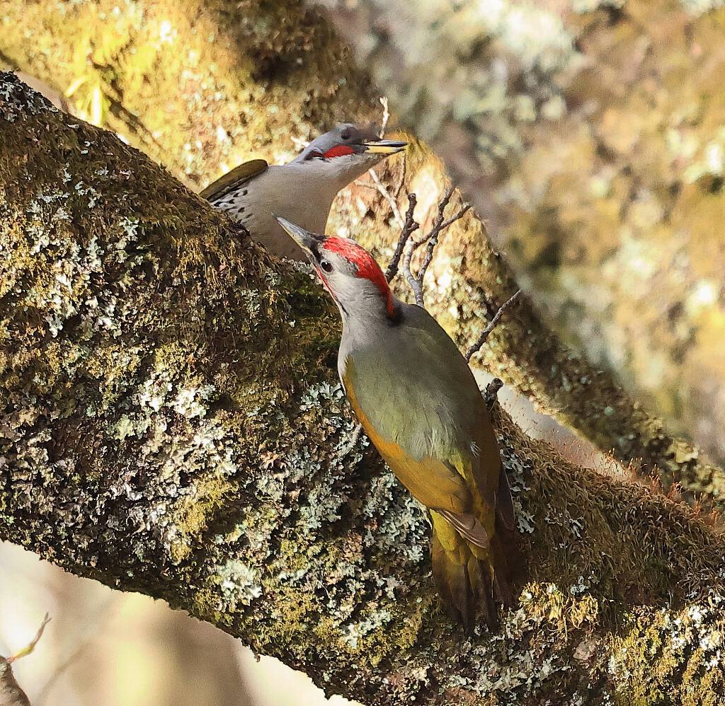 山中湖のアオゲラ番　Couple of Japanese green woodpecker in Lake Yamanaka_f0105570_21440890.jpg