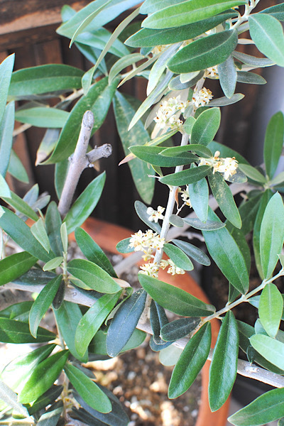 最近のベランダの様子 ｜ 今年はこんなの植えてます_b0351624_18475482.jpeg