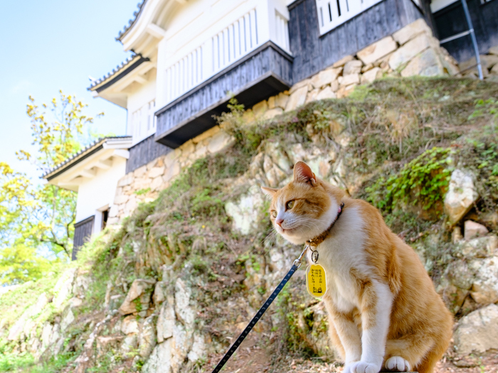 「岡山・高梁　備中松山城、城下町と”さんじゅーろー”」_a0000029_10123046.jpg