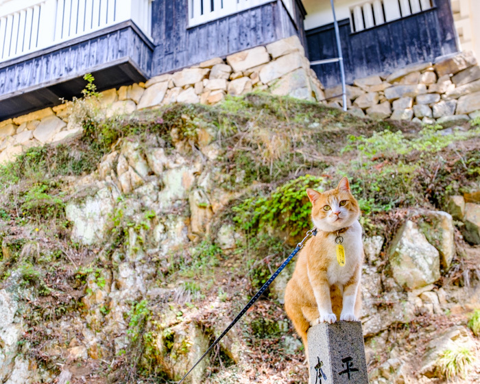 「岡山・高梁　備中松山城、城下町と”さんじゅーろー”」_a0000029_10252058.jpg