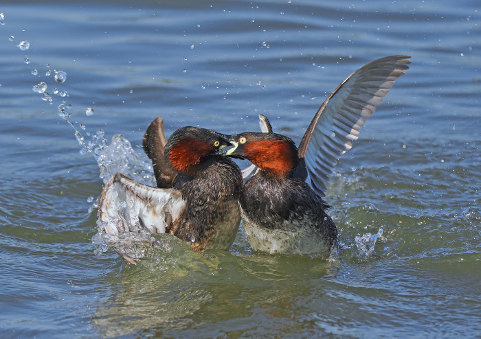 繁殖期のカイツブリの雄の戦い ０４_d0290240_01171672.jpg