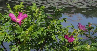 六甲高山植物園_c0134158_21181308.jpg