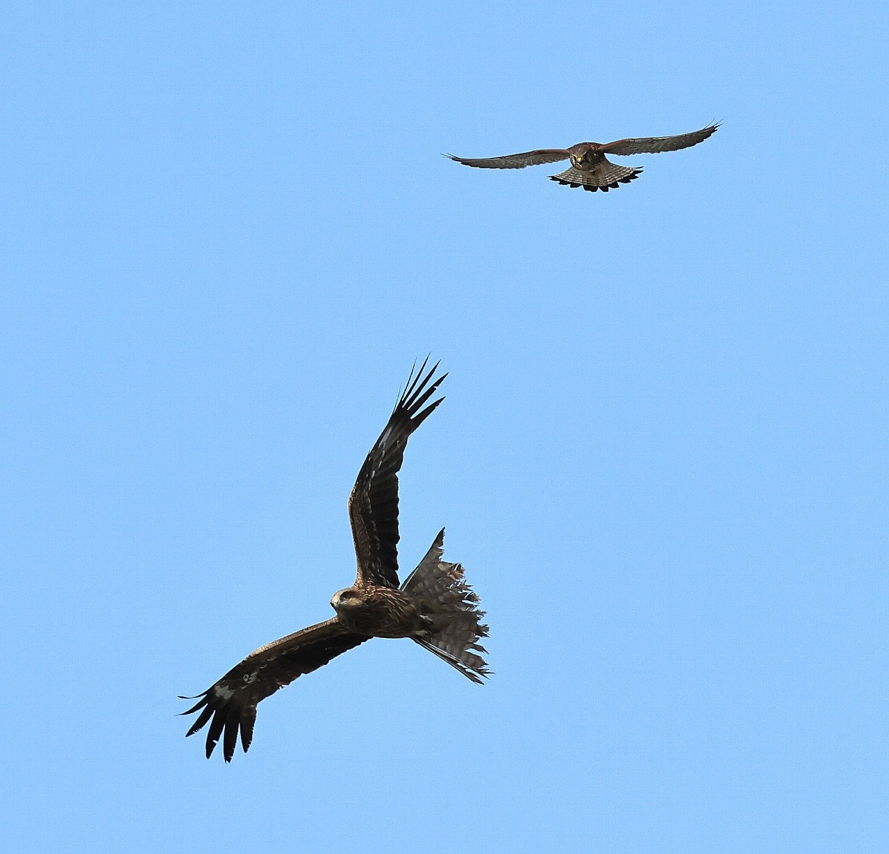 相模大橋のチョウゲンボウ雌がトビを追い払う　A female kestrel over Sagami Bridge chases away a kite_f0105570_20552787.jpg