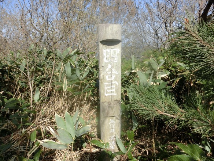 No576 カタクリ満開の鳥取・岡山県境の毛無山_b0185573_09511329.jpg