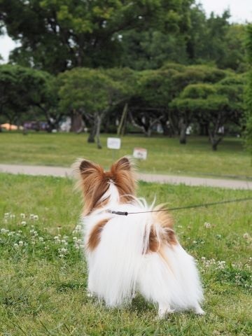 彩都ドッグランと緑地公園のあじさいロード_e0364975_12303333.jpg