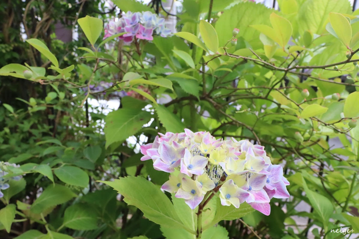 春の庭【紫陽花】なんと、今年は5月に満開を迎えました！_f0023333_22595371.jpg